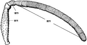 触角的构造