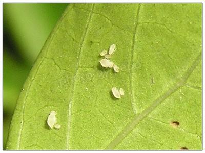 白三叶蚜虫图片
