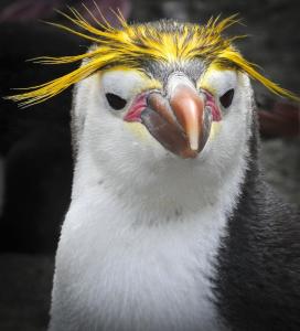 eudyptes schlegeli, 中文名:白颊黄眉企鹅, 英文名:royal penguin