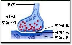 突触