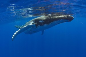 水面换气