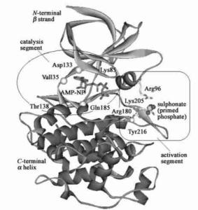 GSK-3β与AMP-NP 复合物的晶体结构