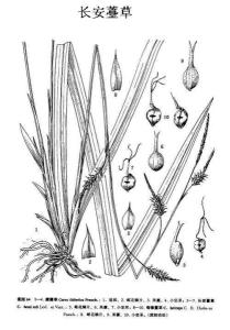 长安薹草