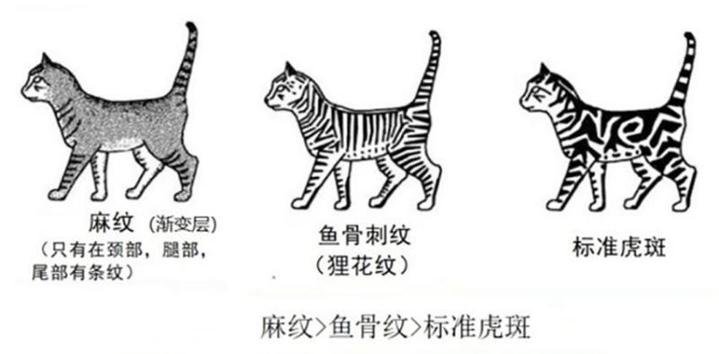 中华雀猫 搜狗百科 中华雀猫 搜狗百科