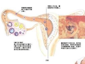 怀孕过程