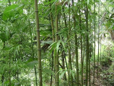 小花方竹