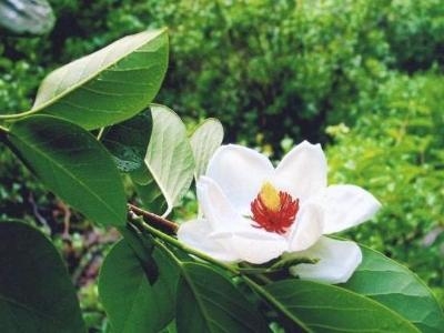 被子植物门代表植物：木兰