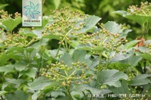 欧洲荚蒾花果