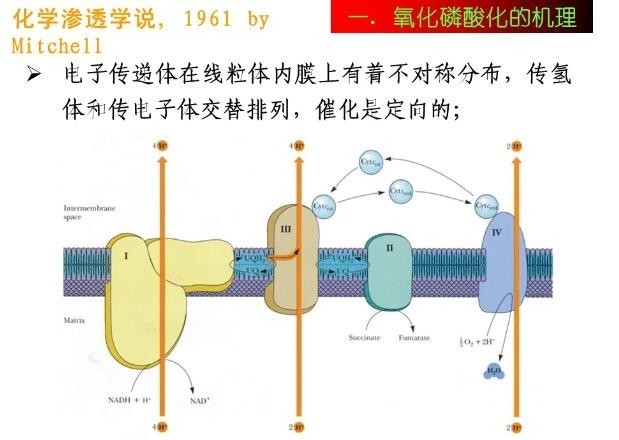 化学渗透学说