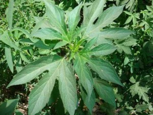 豚草
