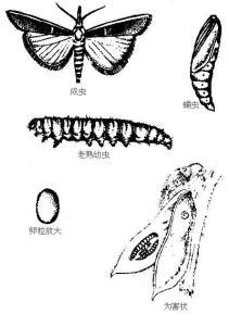 豆荚螟 - 搜狗百科