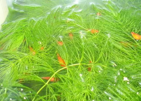 金鱼藻 金鱼藻科金鱼藻属植物 搜狗百科