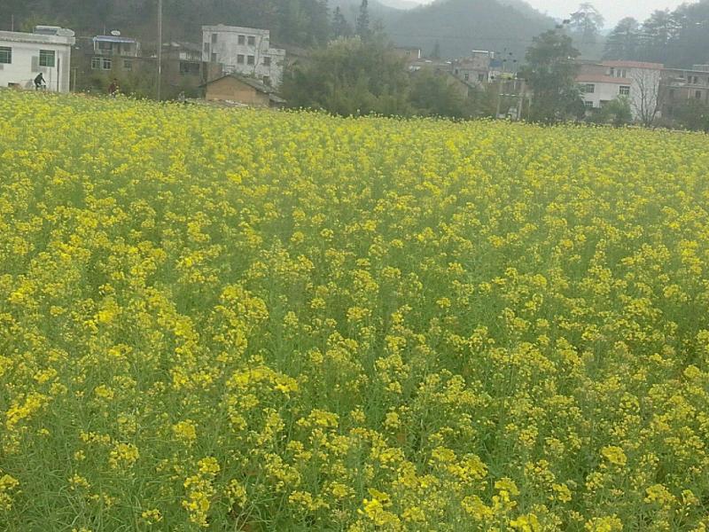 油菜花