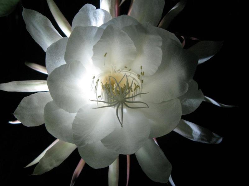 昙花 仙人掌科昙花属植物 搜狗百科