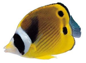 观赏鱼