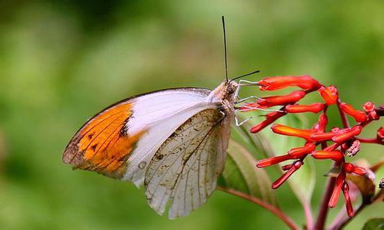 幼虫也是国产粉蝶中最大型的