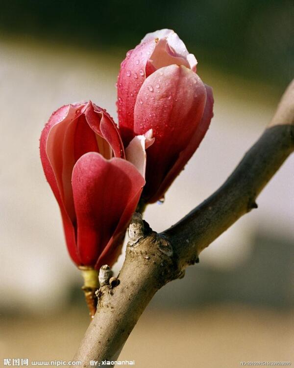 花蕾 植物学概念 搜狗百科