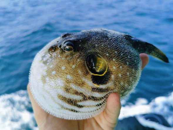 河鲀