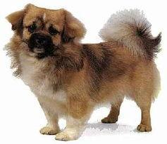 伴侣犬