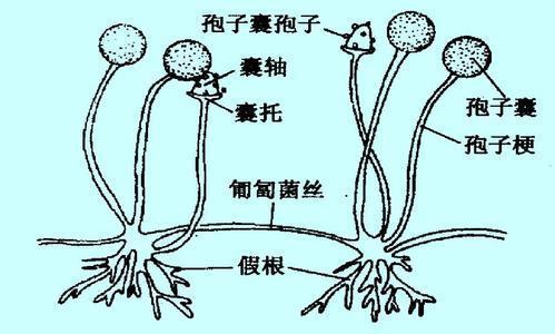 匍枝根霉结构示意图图片