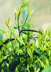 茶树