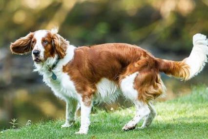 布列塔尼猎犬 搜狗百科 布列塔尼猎犬 搜狗百科
