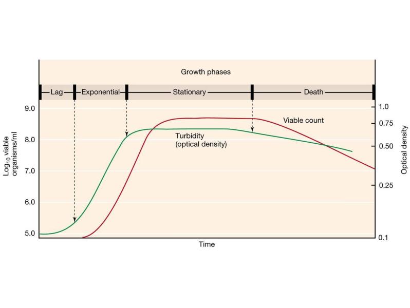 单细胞微生物的典型生长曲线