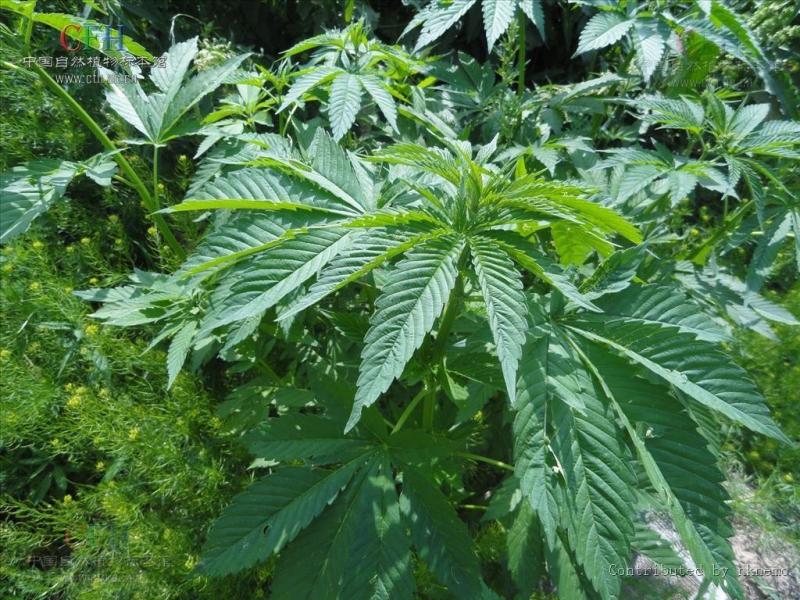 大麻 大麻科大麻属植物 搜狗百科 大麻 大麻科大麻属植物 搜狗百科
