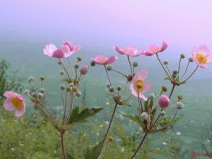 野棉花根图册