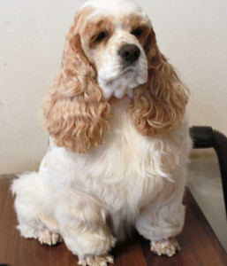 美国可卡犬