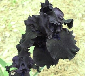 黑鸢尾花