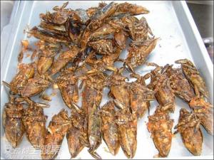 营养丰富的昆虫食品