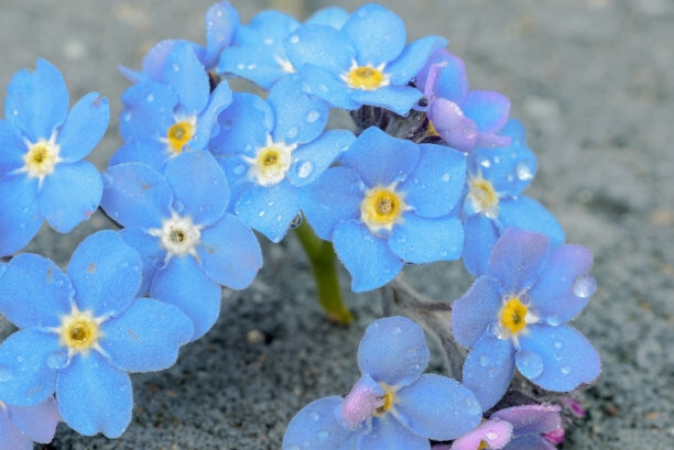 勿忘草 管状花目紫草科植物 搜狗百科