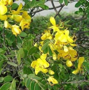 黄花槐