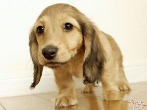 英国跳猎犬