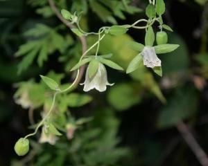 菊目 搜狗百科 菊目 搜狗百科