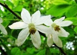 长果秤锤树(图5)