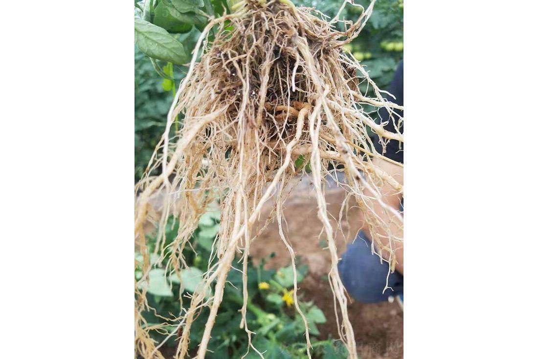 根系(一株植物全部根总称)_搜狗百科