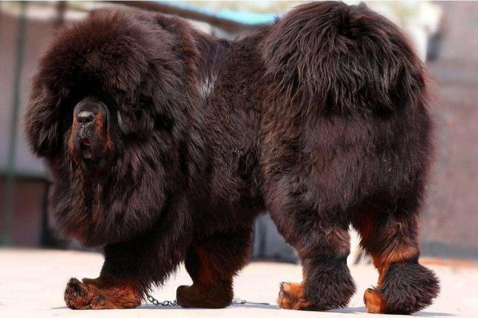 藏獒(犬种)(食肉目犬科动物)_搜狗百科