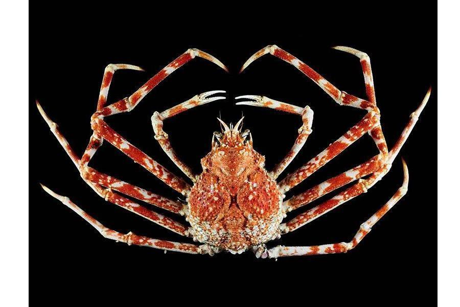 巨螯蟹 蜘蛛蟹科巨螯蟹属动物 搜狗百科
