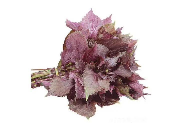 小紫苏 搜狗百科