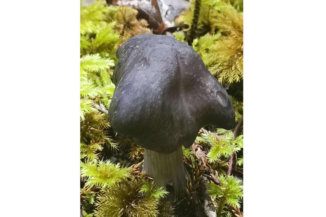 草地黑蘑菇图片素材-编号28546110-图行天下