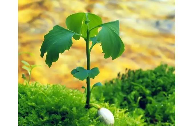植株_搜狗百科