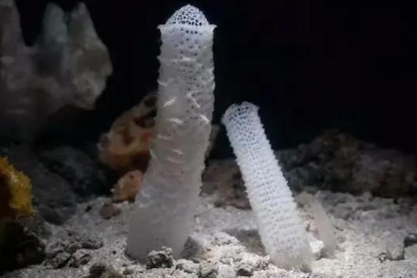 偕老同穴(偕老同穴属的一种)_搜狗百科