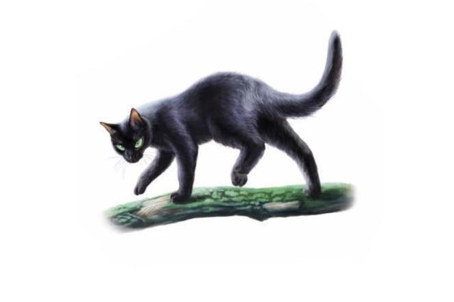 冬青叶(《猫武士》中的角色)_搜狗百科