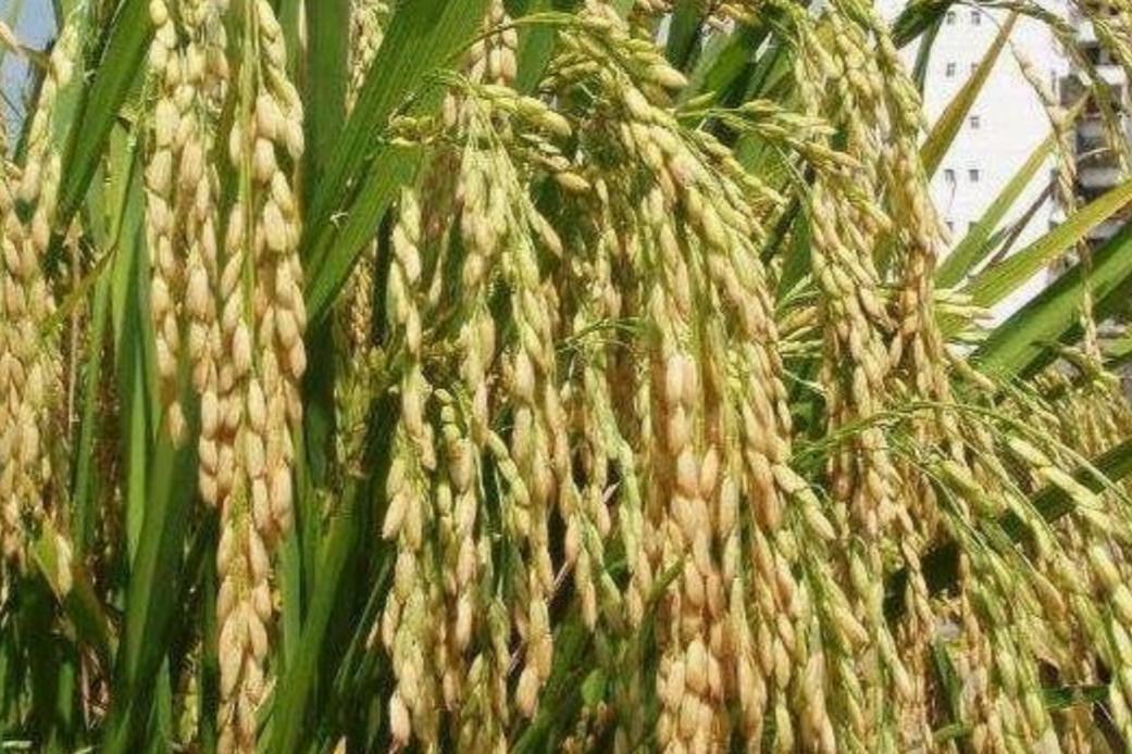 籼型杂交水稻(禾本科稻属植物)_搜狗百科