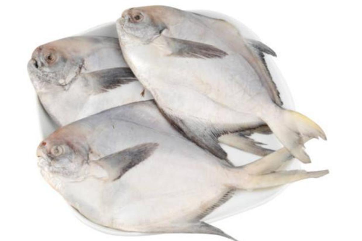 批发深海银鲳鱼 板冻白鲳鱼 海捕海鲳鱼 自助餐烧烤食材-阿里巴巴