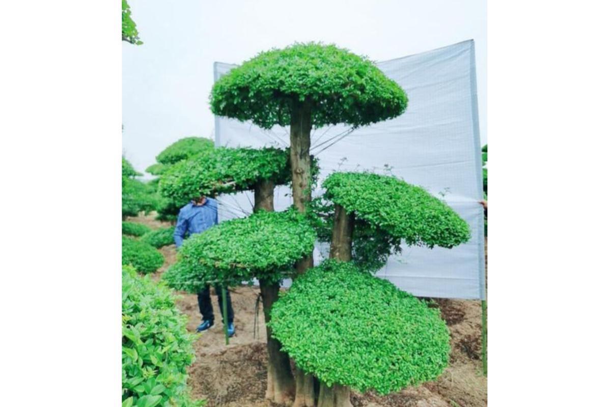 湖北梣(木犀科梣属植物)_搜狗百科