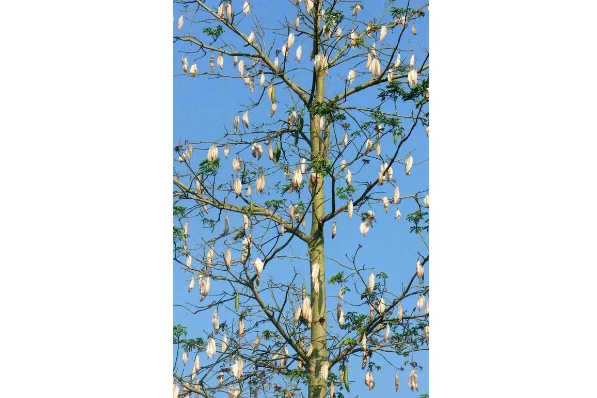 树棉(锦葵科棉属植物)_搜狗百科