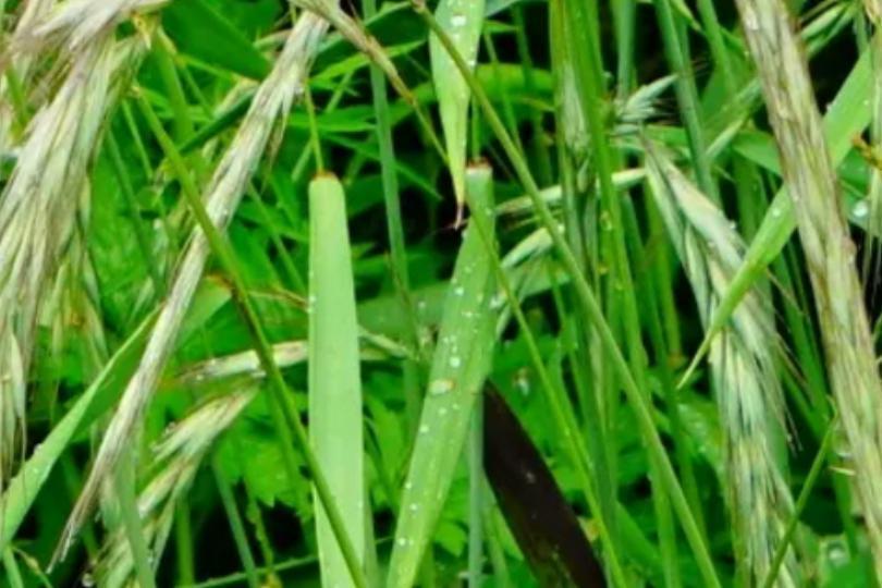 披碱草(禾本科披碱草属植物)_搜狗百科